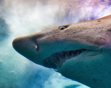 Hunting for alternatives to shark-sourced squalene.